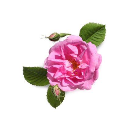 apsolut ruza rosa centrifolia