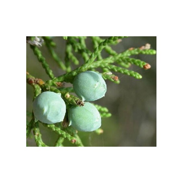 etericno ulje cedar texas juniperus mexicana