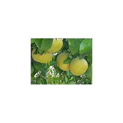 etericno ulje grejp citrus x paradisi macfad