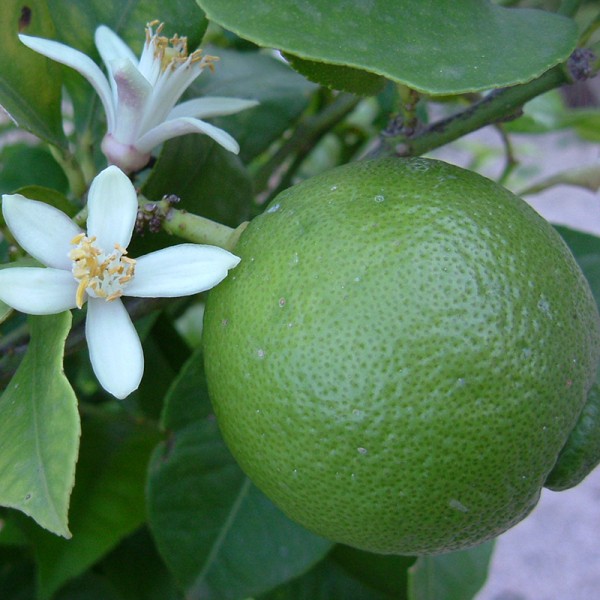 etericno ulje limeta citrus aurantifolia