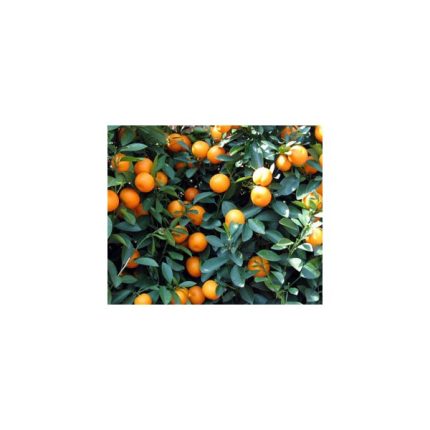etericno ulje mandarina citrus reticulata