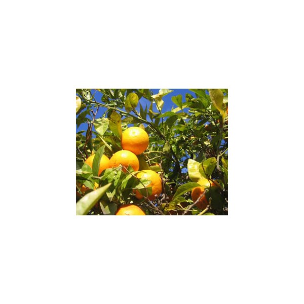 etericno ulje naranca slatka citrus aurantium l