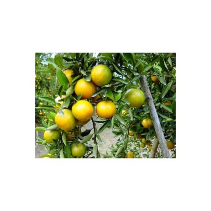 etericno ulje tandarina citrus reticulate blanco var tangerine